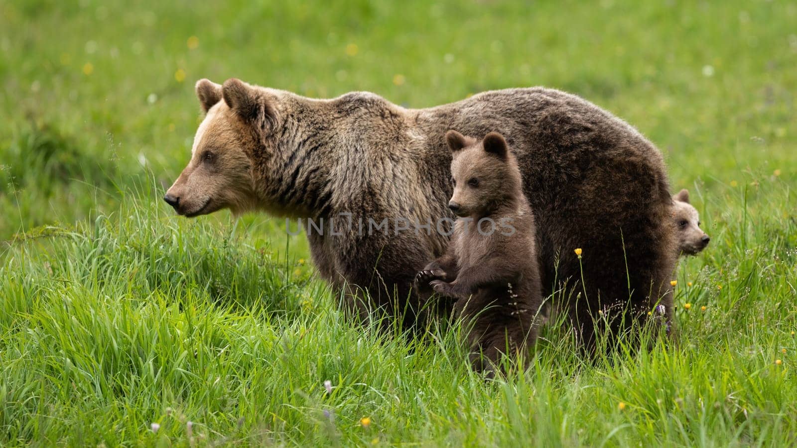 Brown bear, ursus arctos, with small juveniles observing on grassland. Large predator with cubs standing on meadow in summer. Little mammals playing next to mother on field.