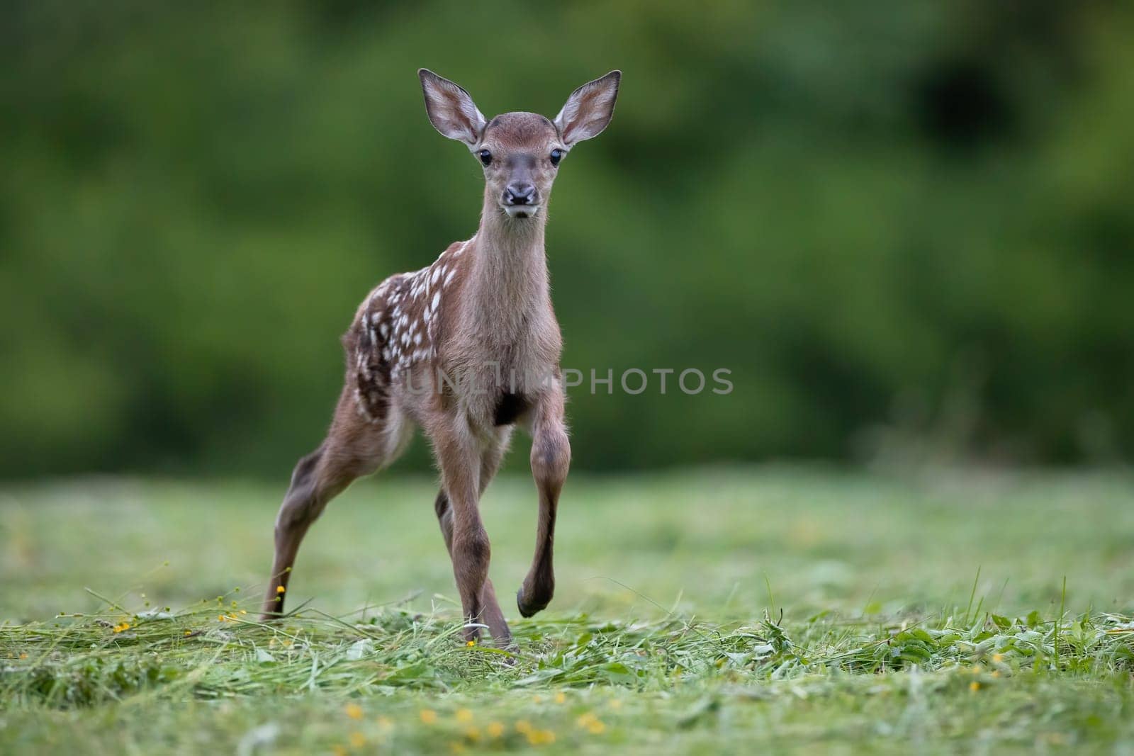 Curious baby red deer, cervus elaphus, walking on meadow in summer. Young spotted mammal approaching on field with copyspace. Dots cub looking to the camera on pasture.