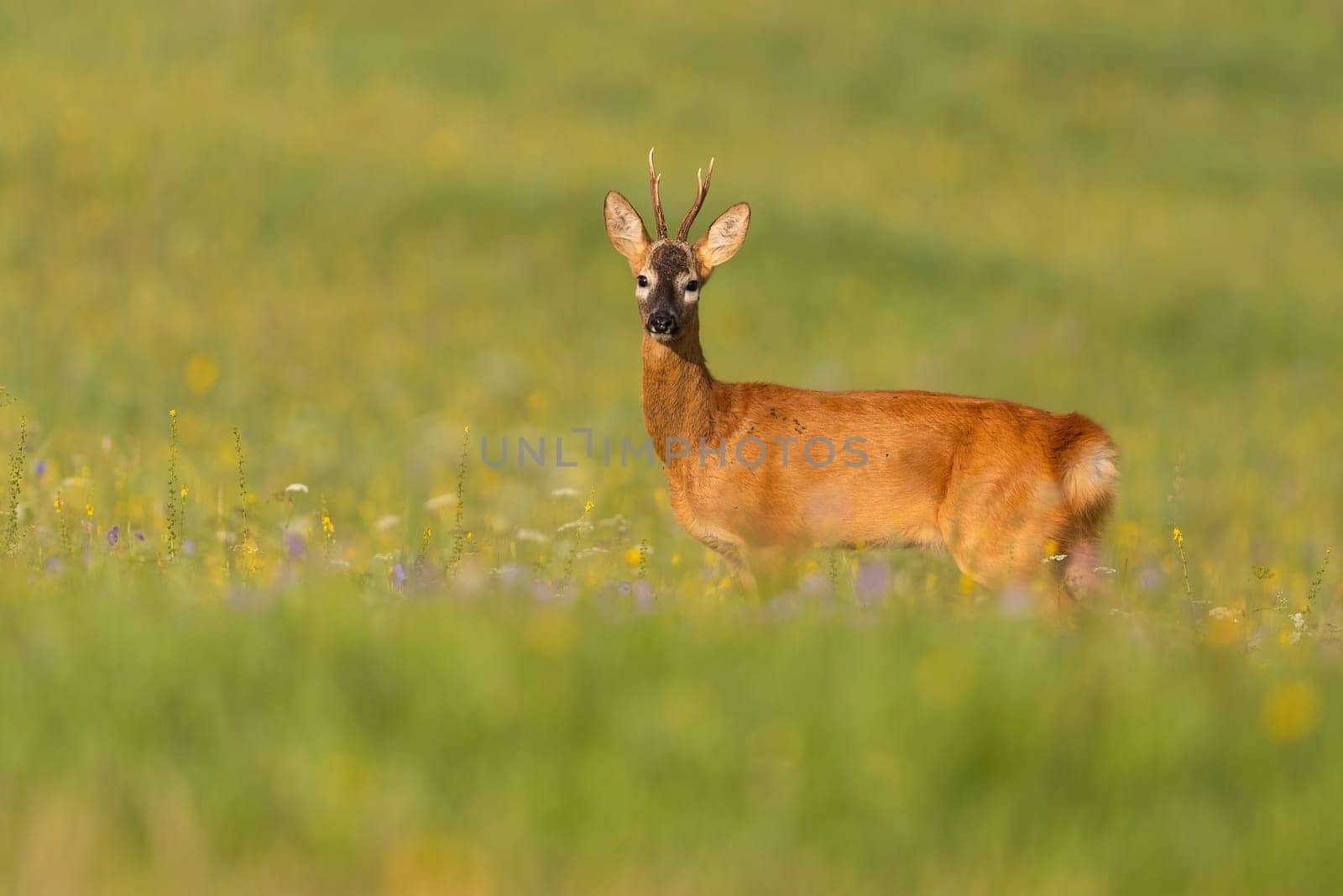 Roe deer, capreolus capreolus, standing on wildflowers in summertime nature. Antelred mammal looking to the camera on meadow. Roebuck watching on grassland.