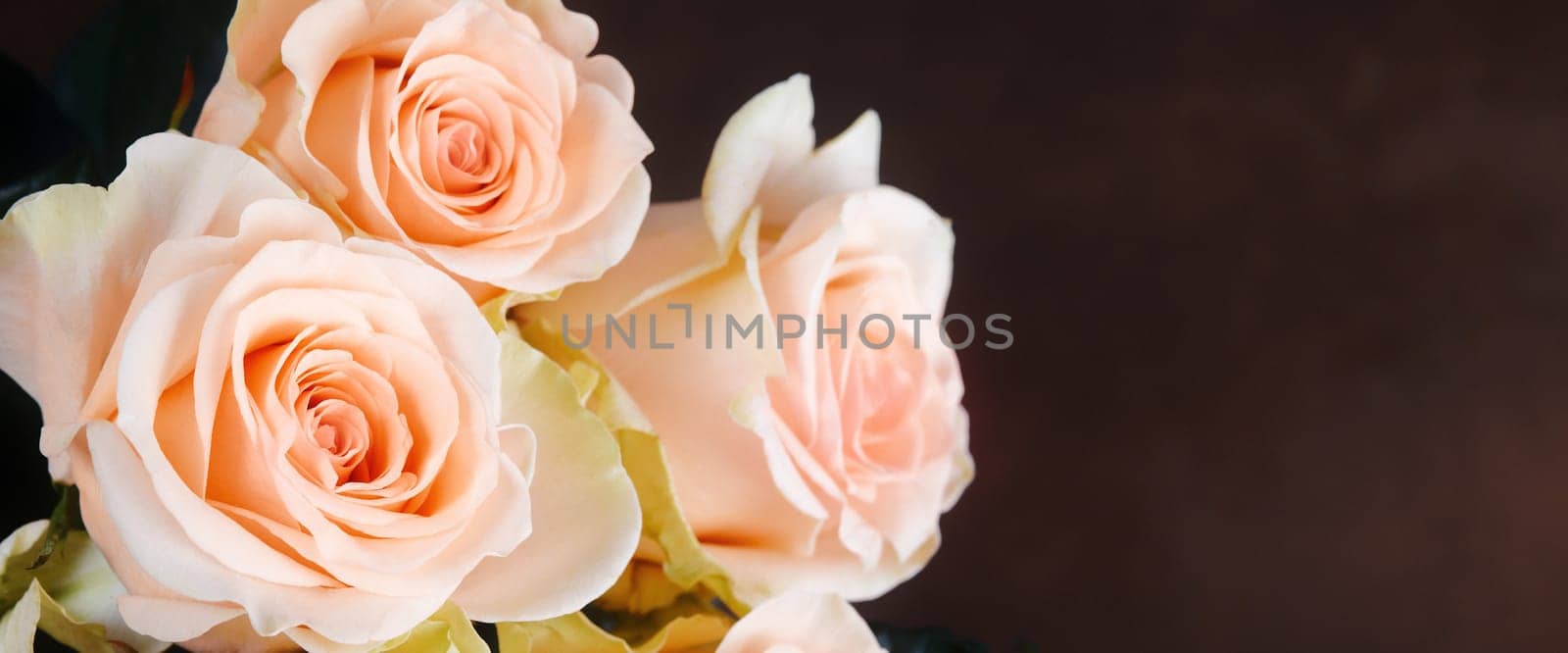 A bouquet of roses is beautiful, fresh, bright on a dark brown background. The flowers are large, juicy, fragrant. A layout for a greeting card or greeting card.