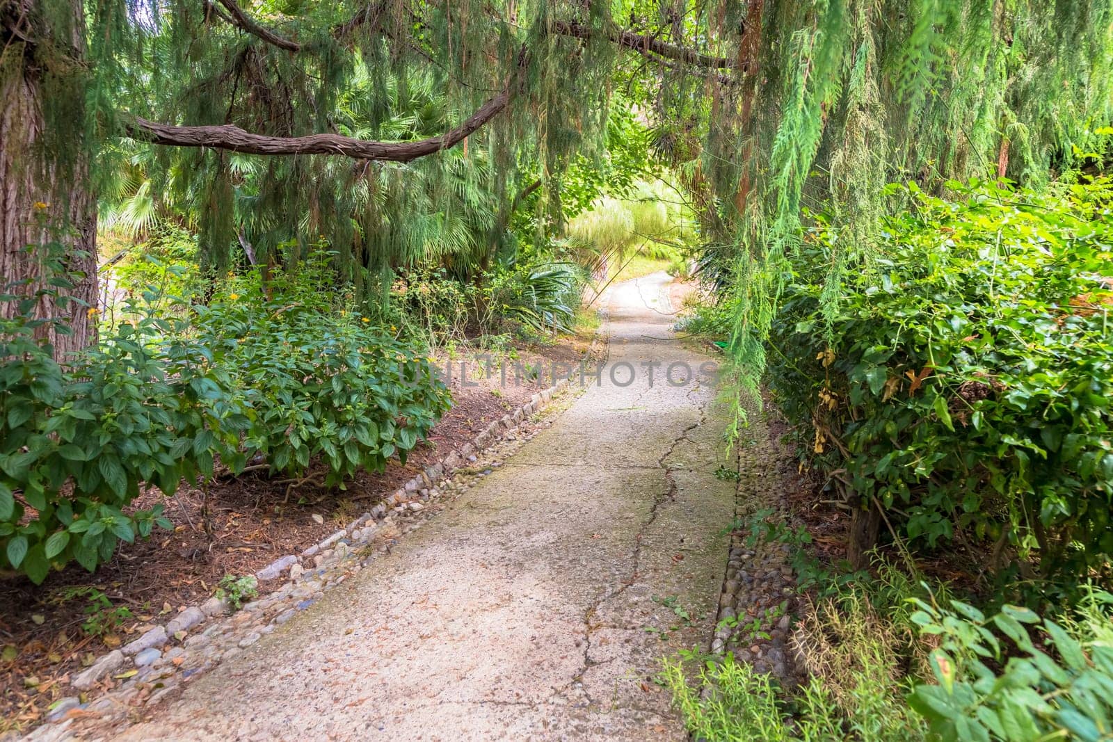 Relaxing and peaceful pathway in botanical garden during summer season