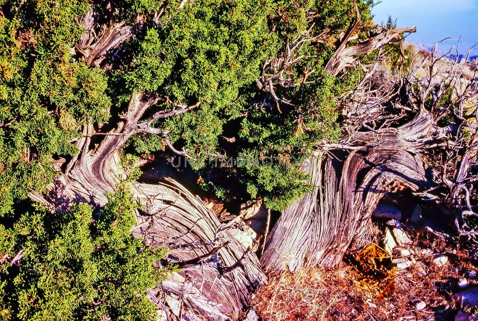 Western Juniper tree