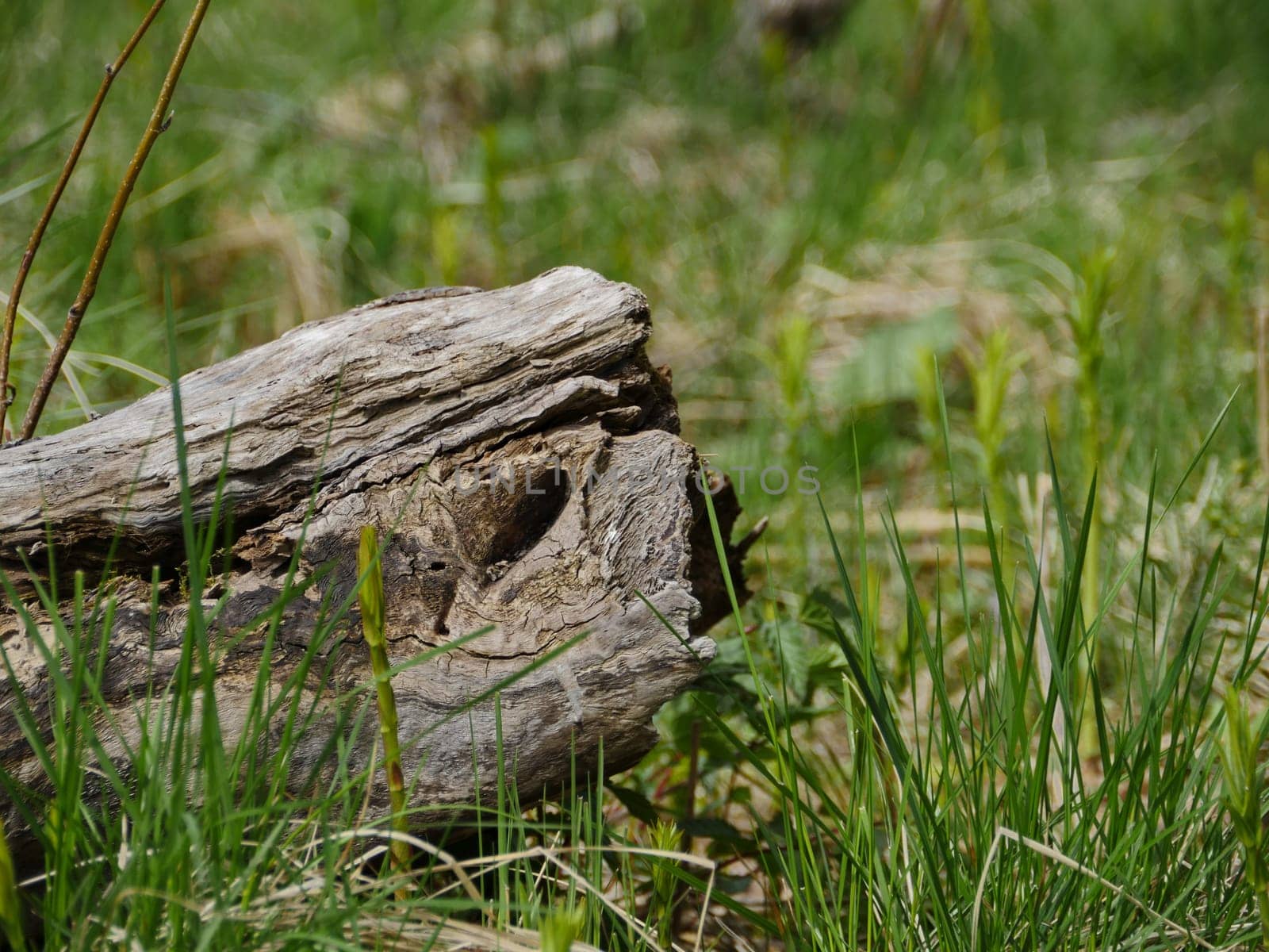 dry stump in green fresh grass looks like the head of a reptile or monster, abstraction