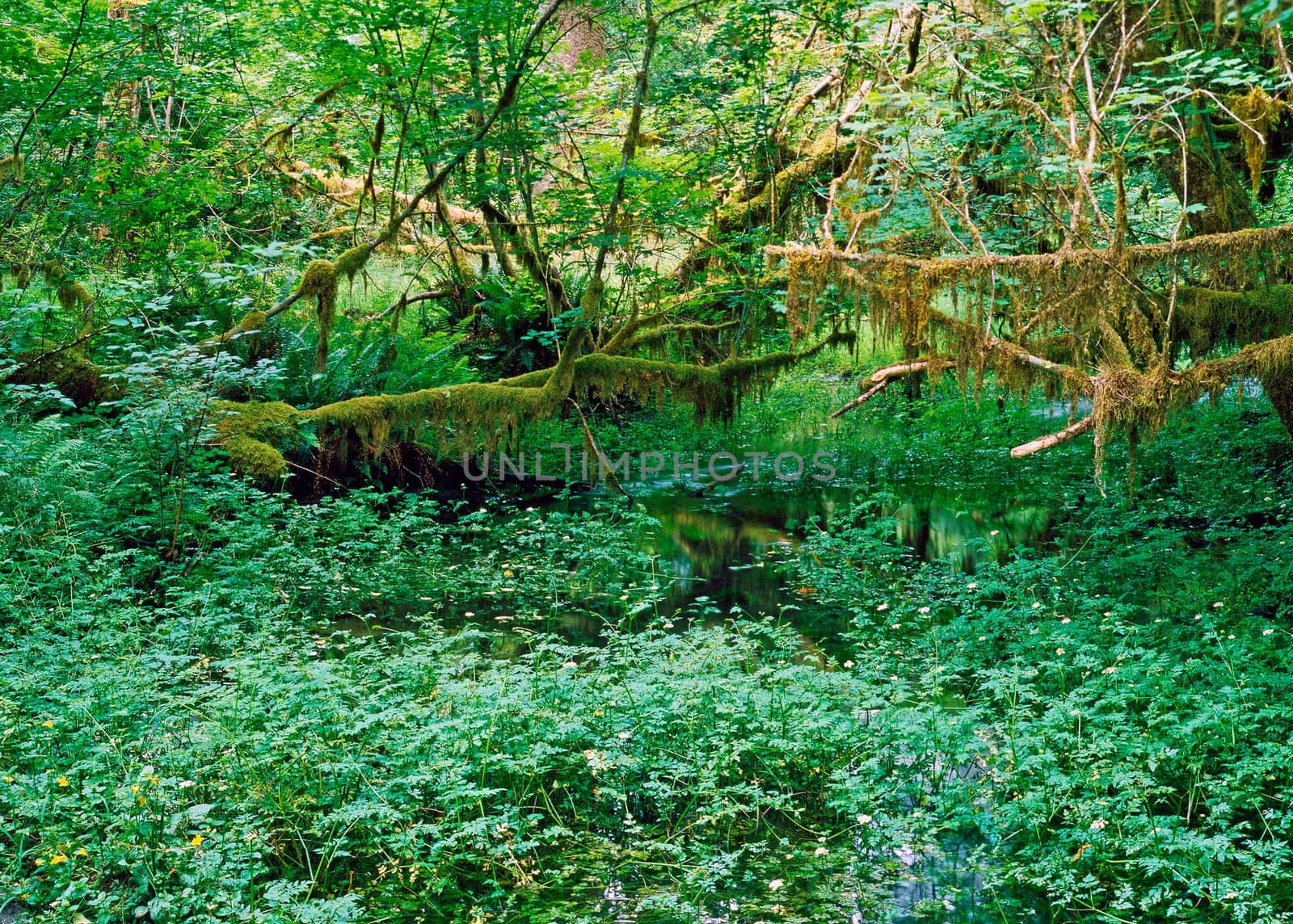 Hoh Rain Forest in Washington