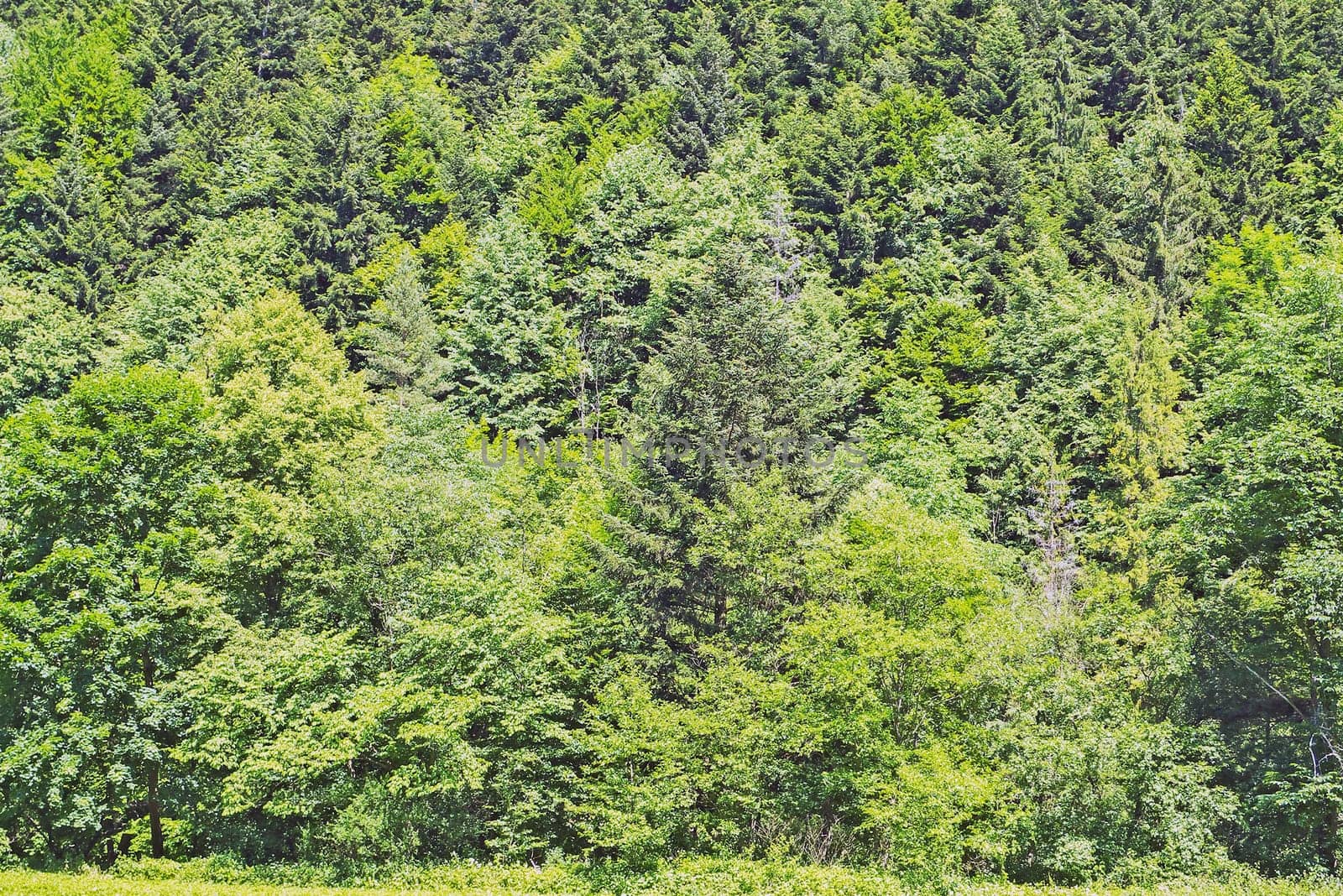 Grass Field with Forest
