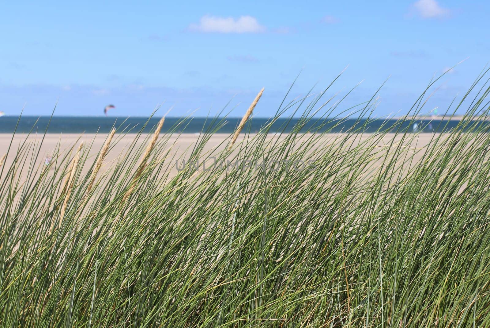 Dunes on the North Sea in the Netherlands.Dünenlandschaft an der Nordseeküste in den Niederlanden.