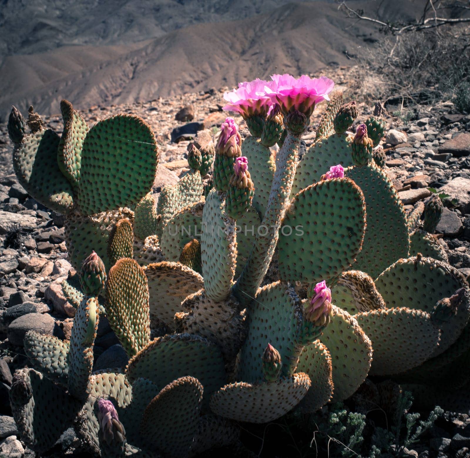 Prickly Pear Pink Blooms in Death Valley