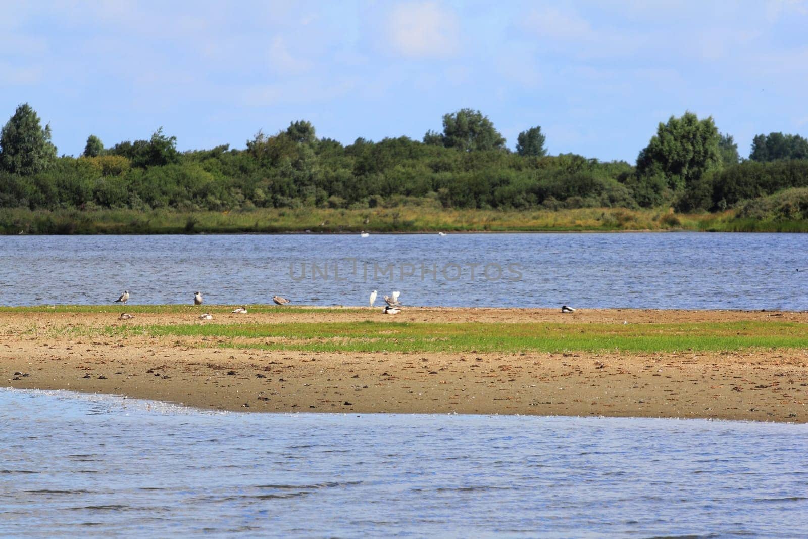 Waterfowl on riverbank, forest in background.Wasservögel am Flussufer, Wald im Hintergrund.