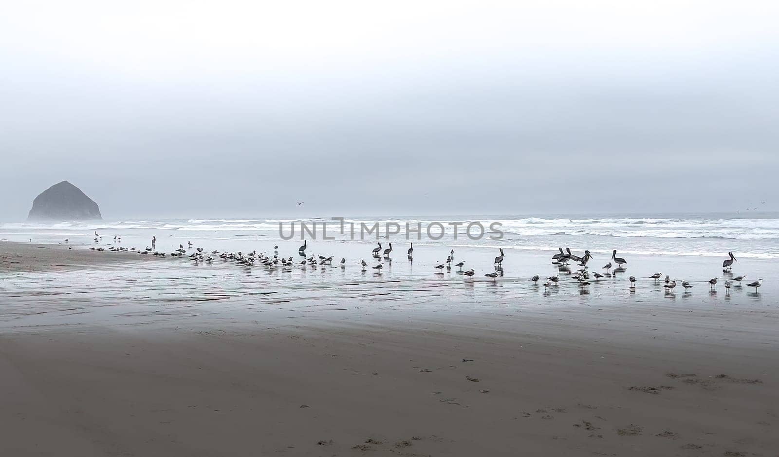 Seabirds on the Oregon Coast Seashore