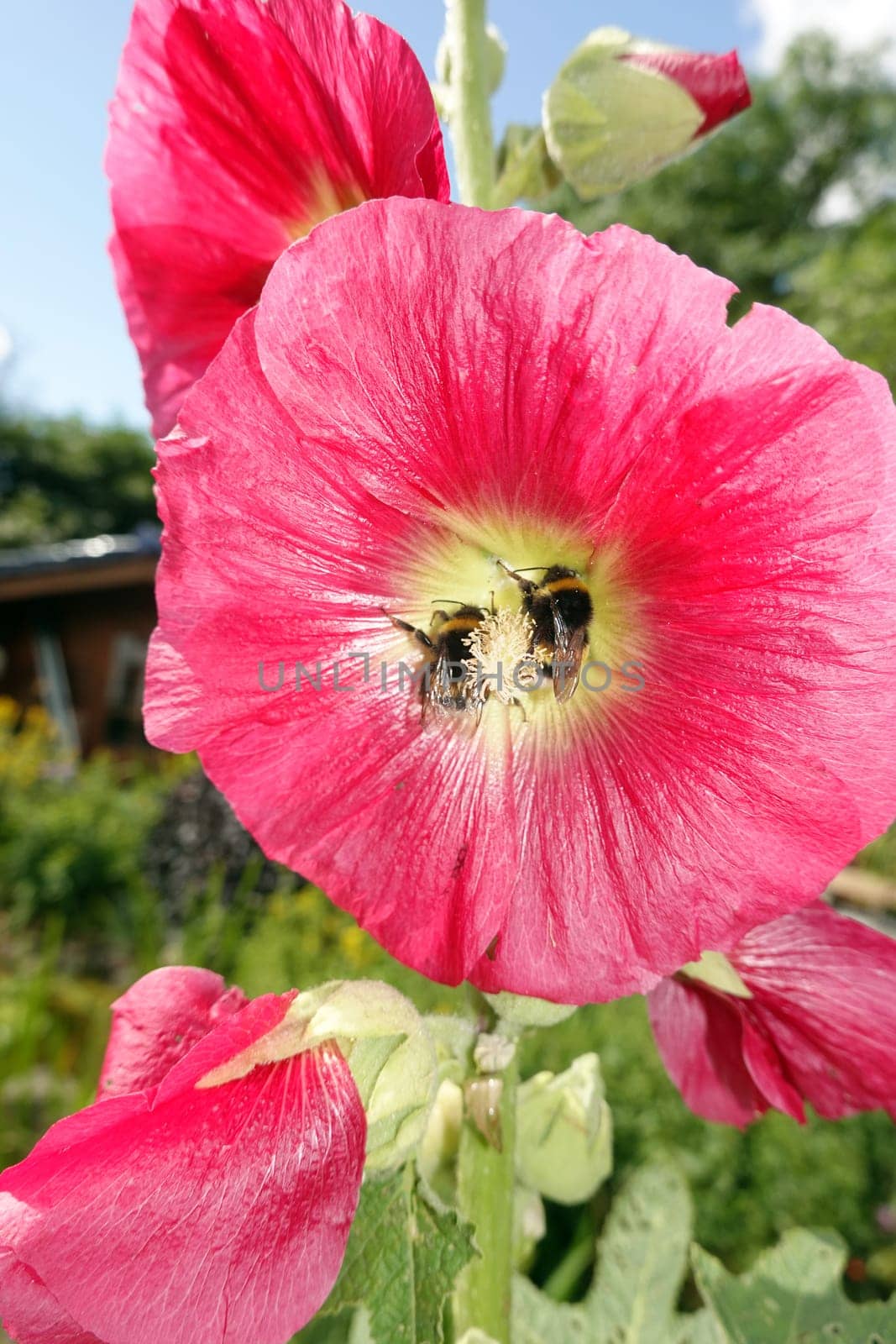 rote Stockrose (Alcea rosea) im Garten