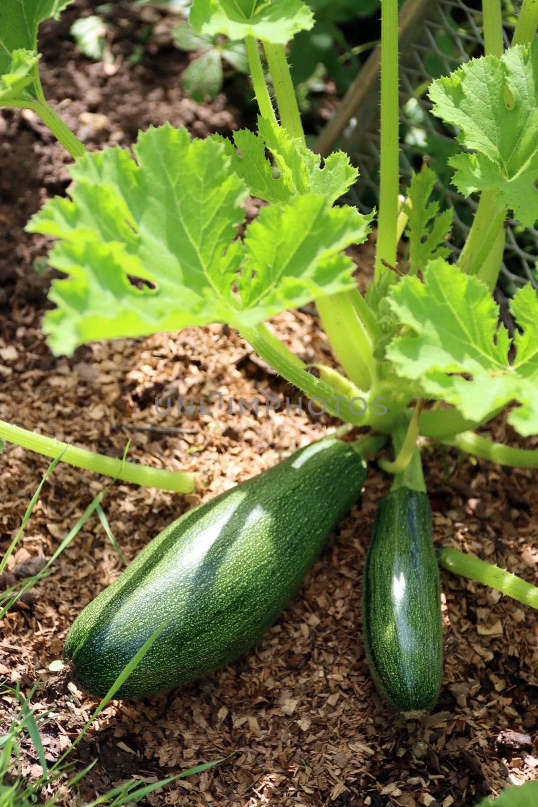 Zucchini (Cucurbita pepo) - Pflanze mit Früchten