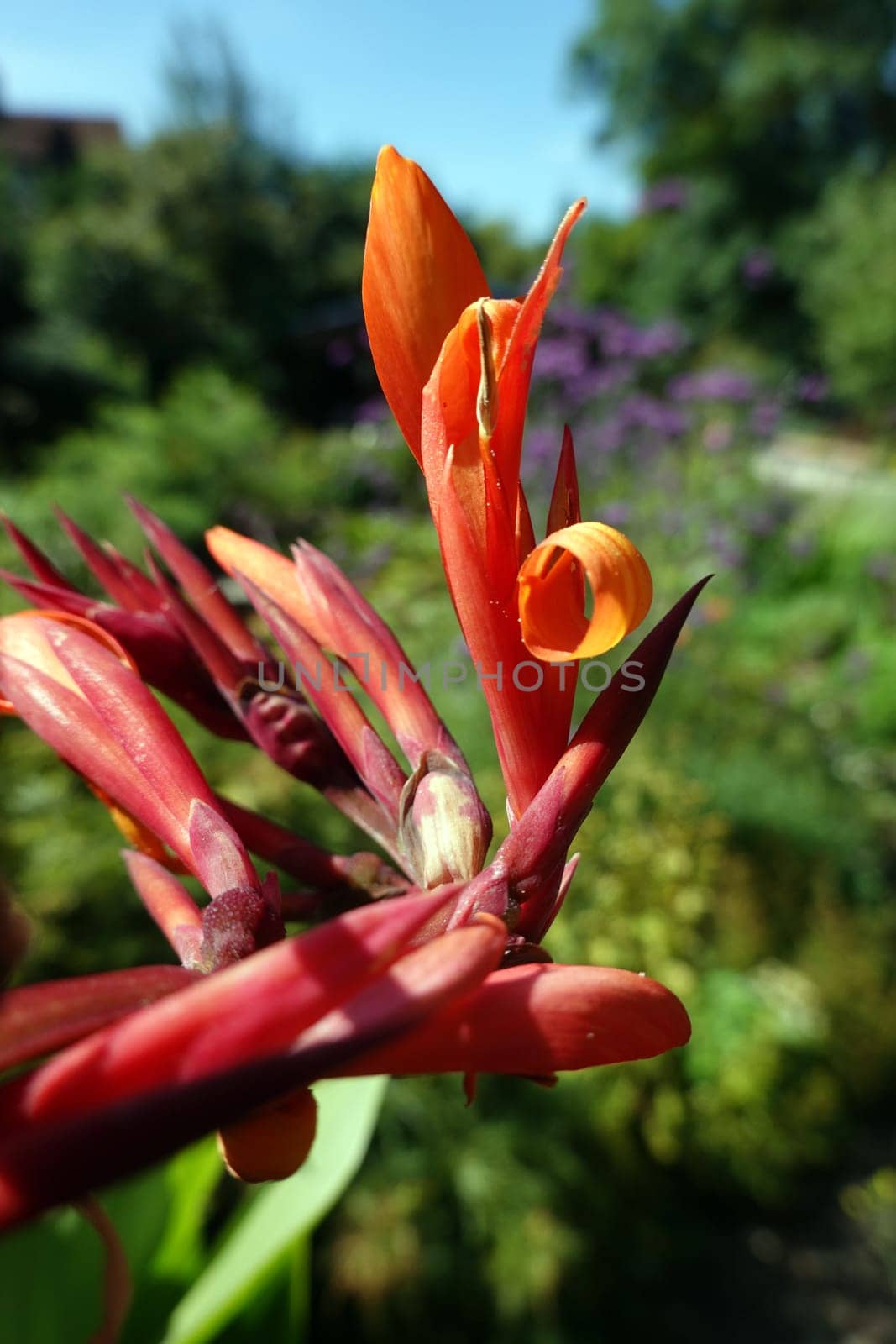 Indisches Blumenrohr (Canna indica)