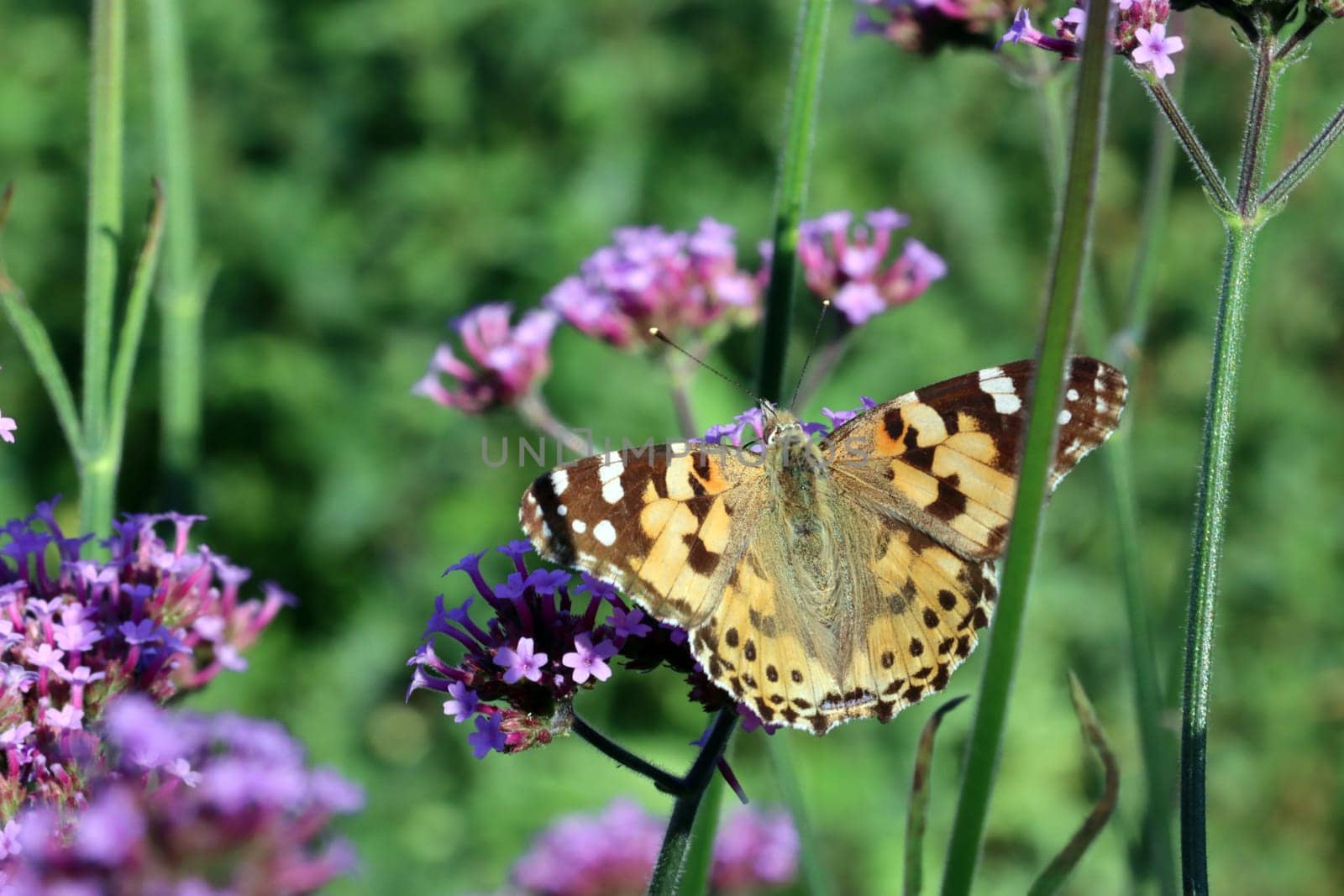 Distelfalter (Vanessa cardui, Syn. Cynthia cardui) auf einer Patagonische Eisenkraut (Verbena bonariensis, Syn. Verbena inamoena)