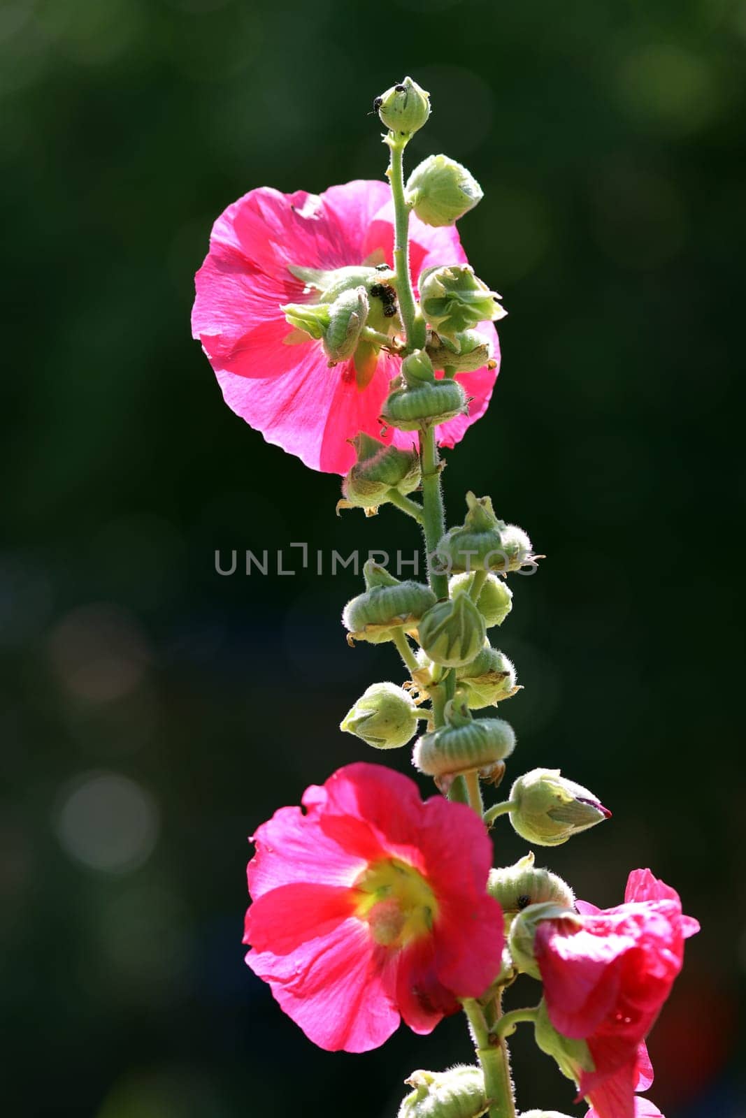 rote Stockrose (Alcea rosea) im Garten