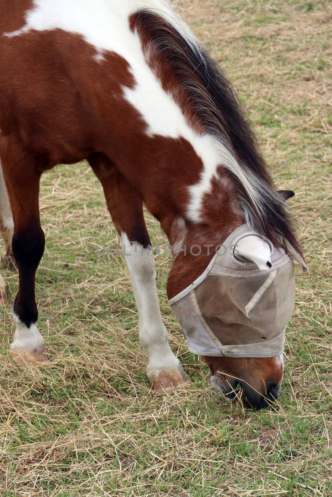 Pferd mit Insektenschutz am Kopf grast auf einer Weide