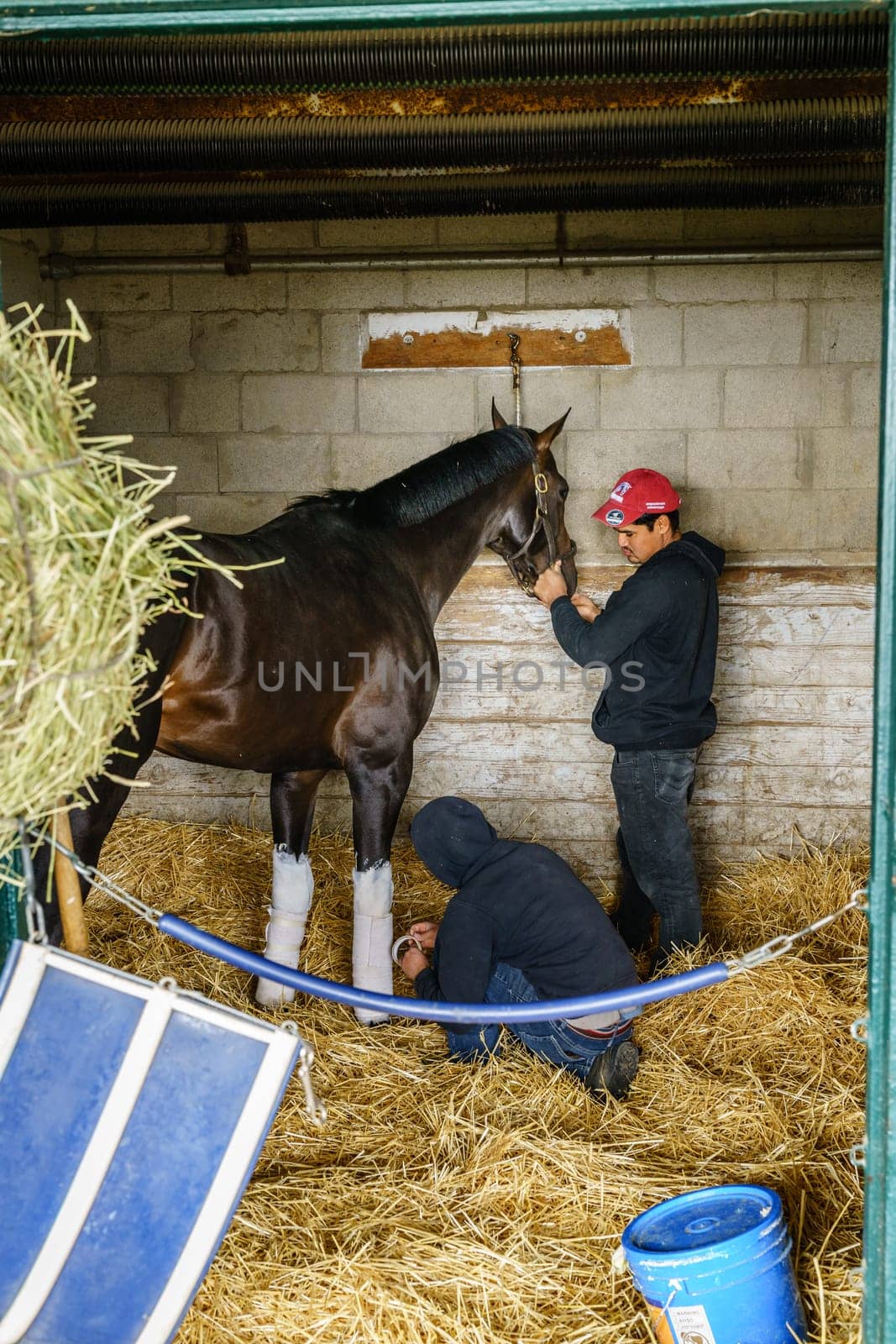 Lexington, Kentucky, April 7, 2022: two stable workers attenting to a race horse in Keeneland stables in Lexington, Kentucky