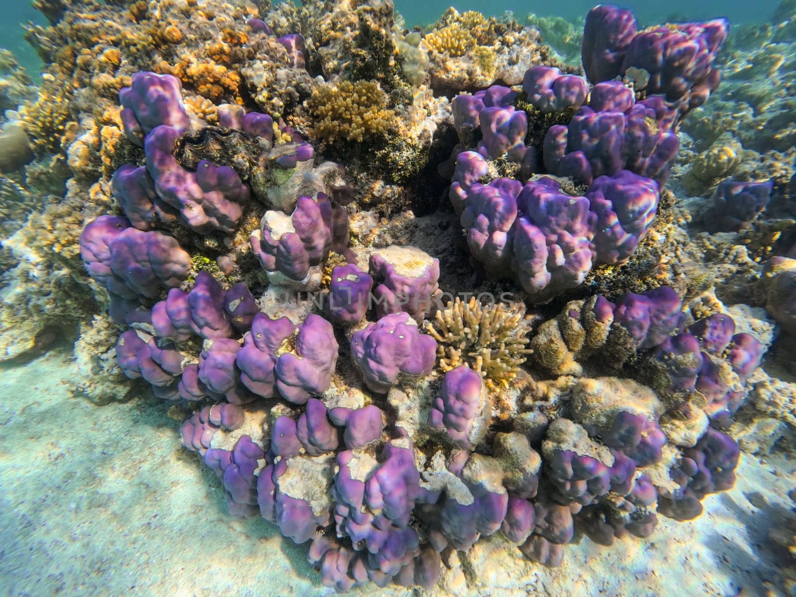 Underwater landscape, beautiful diversity of colorful coral reef garden and fish in amazing red sea, Marsa Alam, Egypt