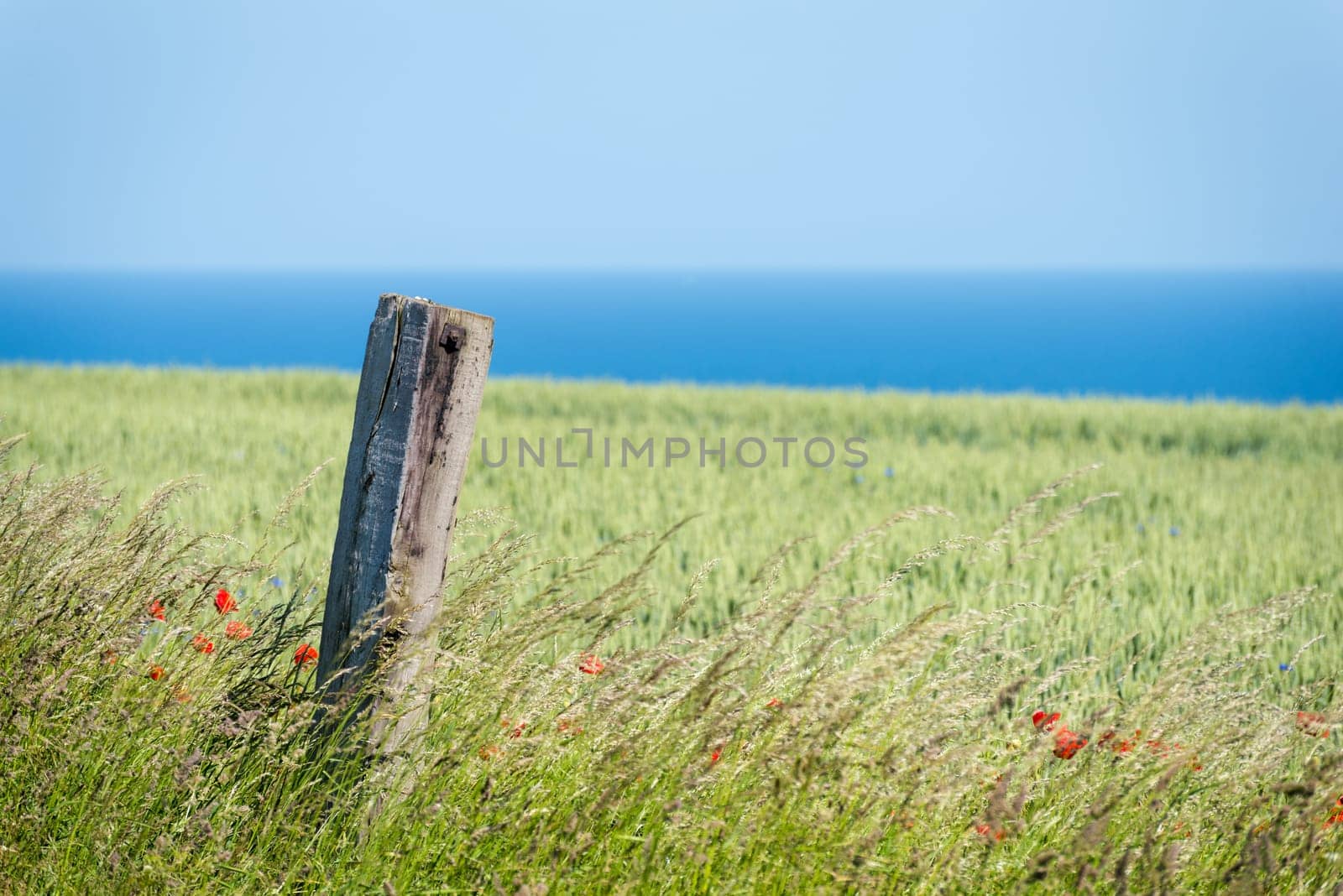 Flower meadow in front of Baltic fjord in Germany
