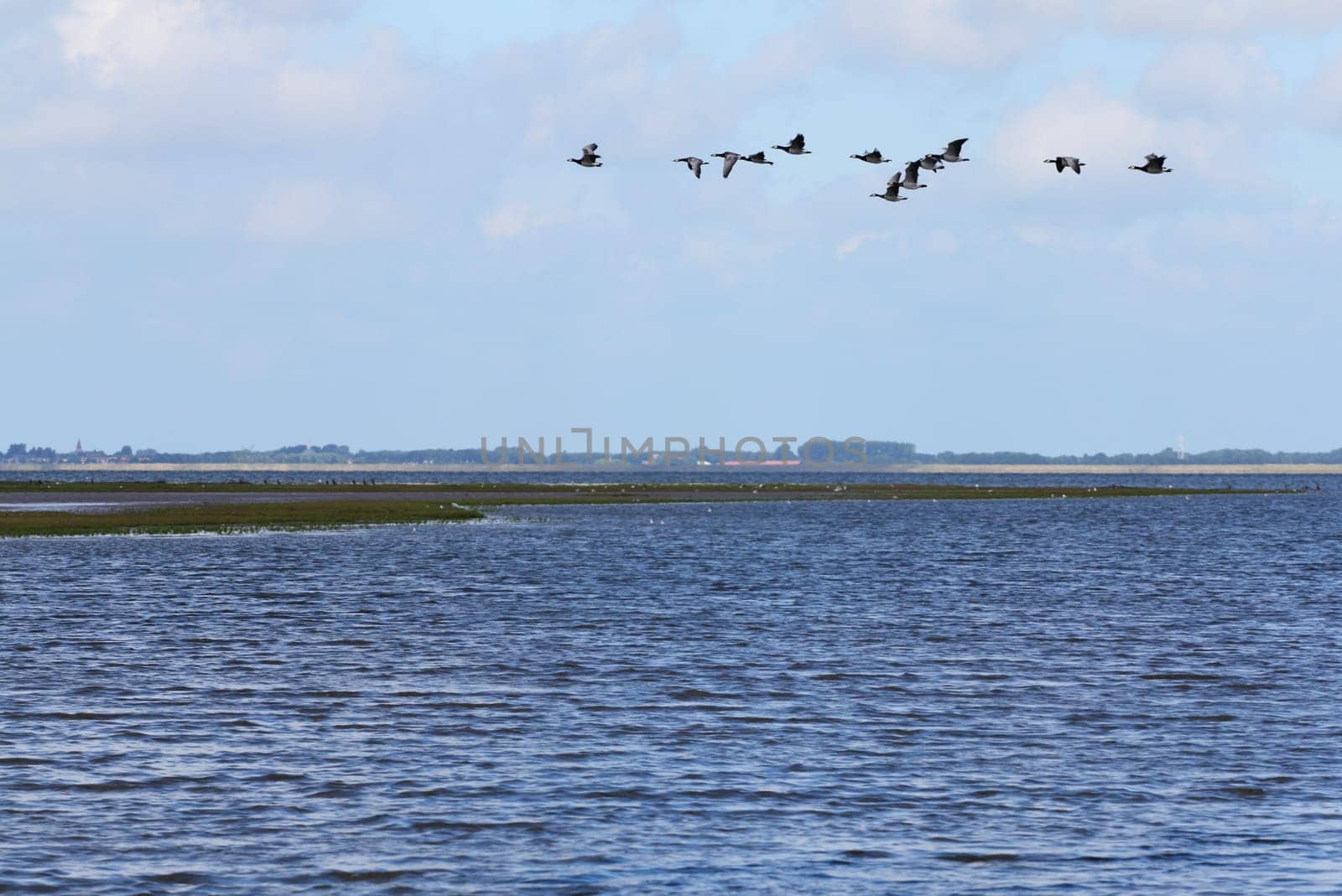 A swarm of wild geese at the fly over a water surface.ein Schwarm Wildgänse beim überfliegen einer Wasserfläche.