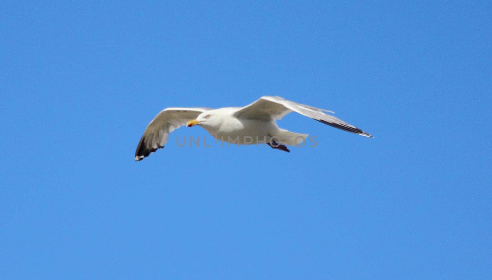 Close-up of a flying gull, with blue sky background .Nahaufnahme einer fliegenden Silbermöwe, mit blauem Himmel im Hintergrund.
