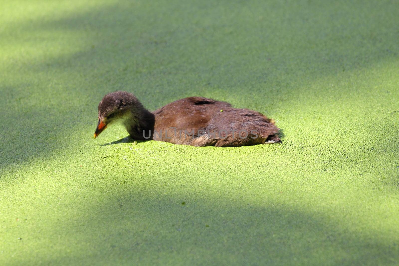 A duck floats on a pond covered with water plants.eine Ente schwimmt auf einem mit Wasserlinsen bedeckten Teich.