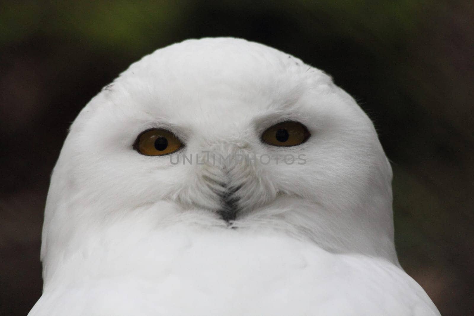 Portrait shot of a snowy owl, (Nyctea scandiaca) .Porträtaufnahme einer Schnee-Eule, (Nyctea scandiaca).