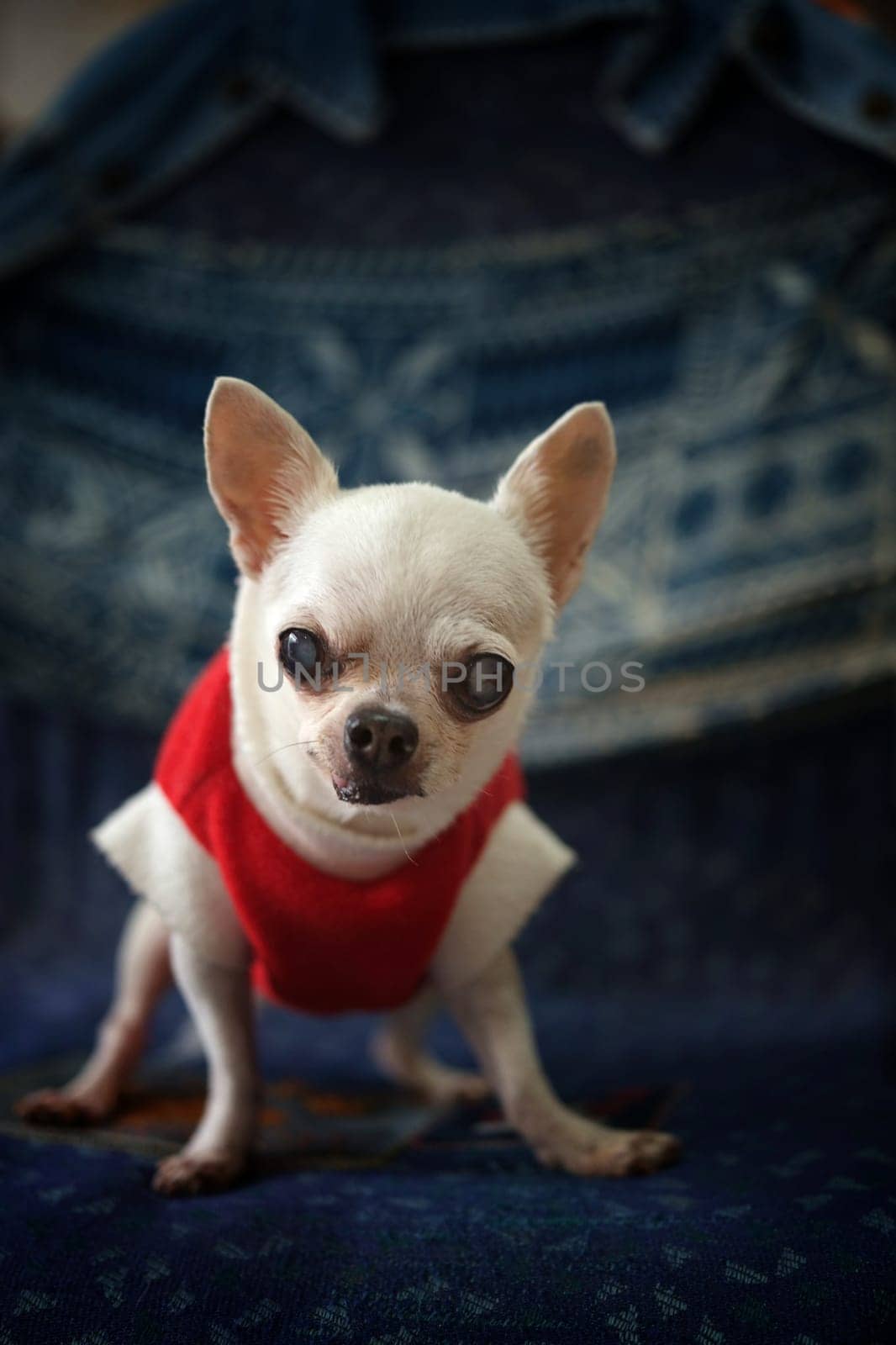 Chihuahua dog Concept santa claus , christmas