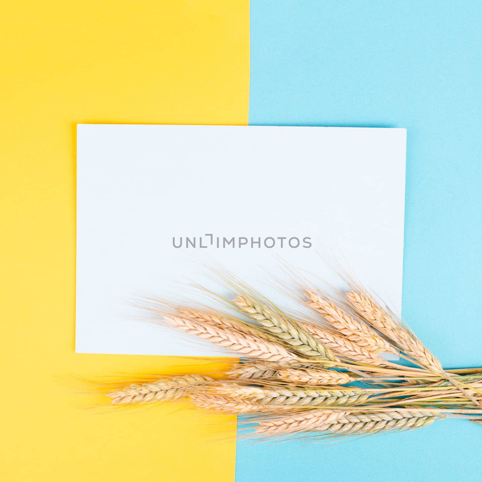 Wheat crop on a blue and yellow colored background, copy space for text, food harvest in the summer, golden straw