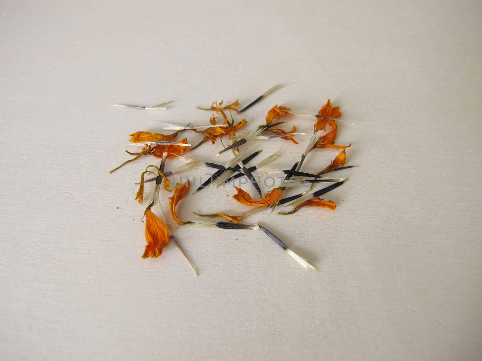 Tagetes seeds from the orange flower on a wooden board