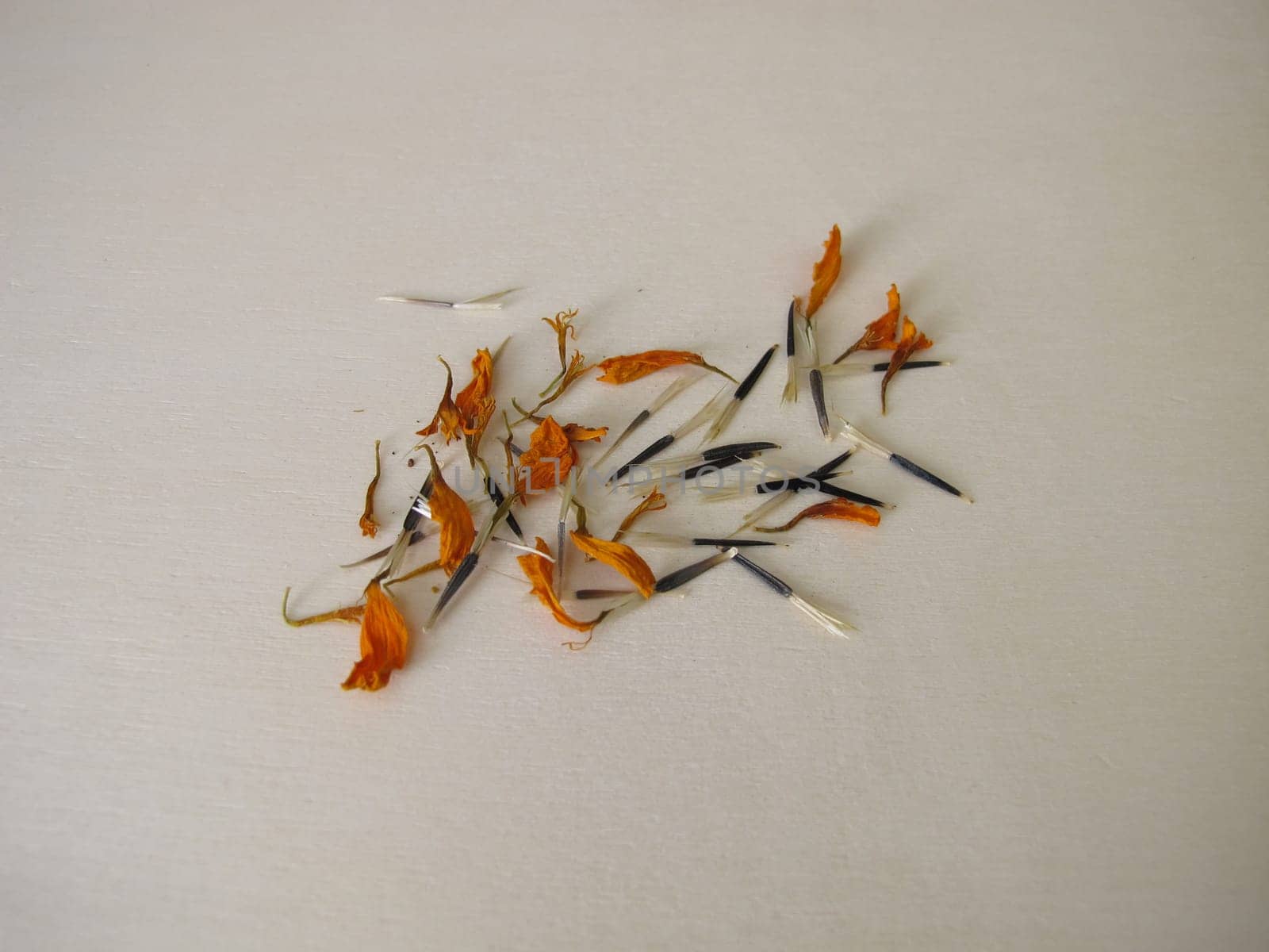 Tagetes seeds from the orange flower on a wooden board