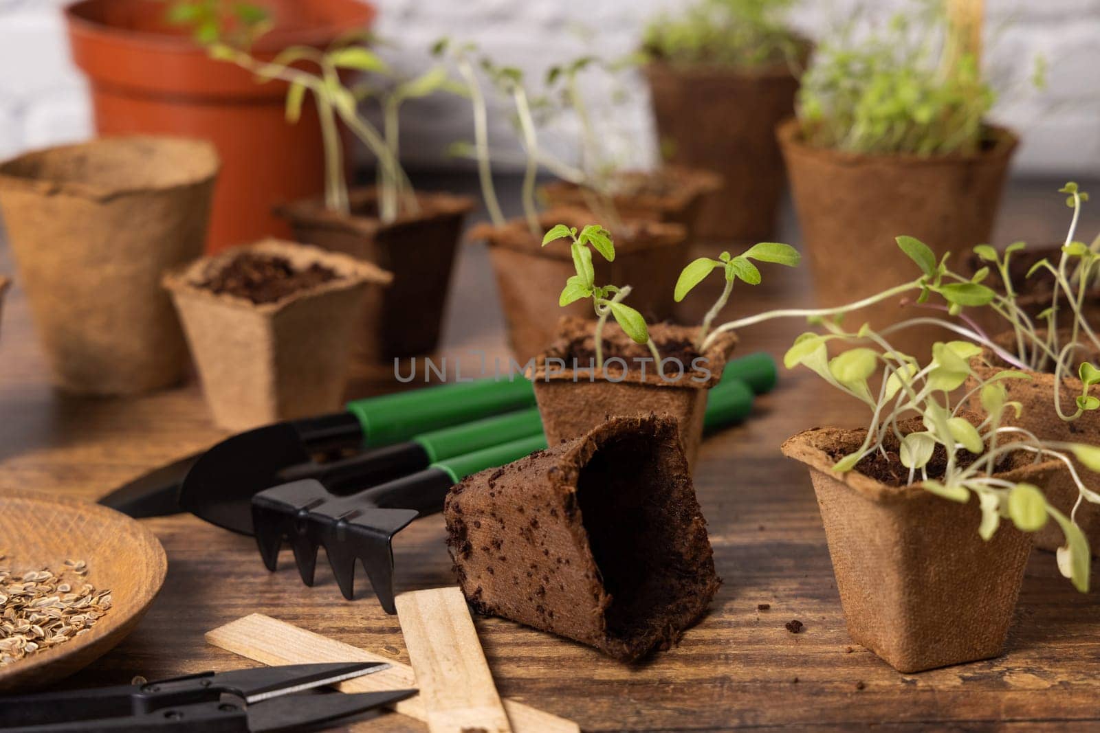 Vegetable and herbs seedlings growing in a biodegradable pots on wooden table close up. Indoor gardening with small garden tools. Urban gardening, homegrown plants, herb seeds germination at home