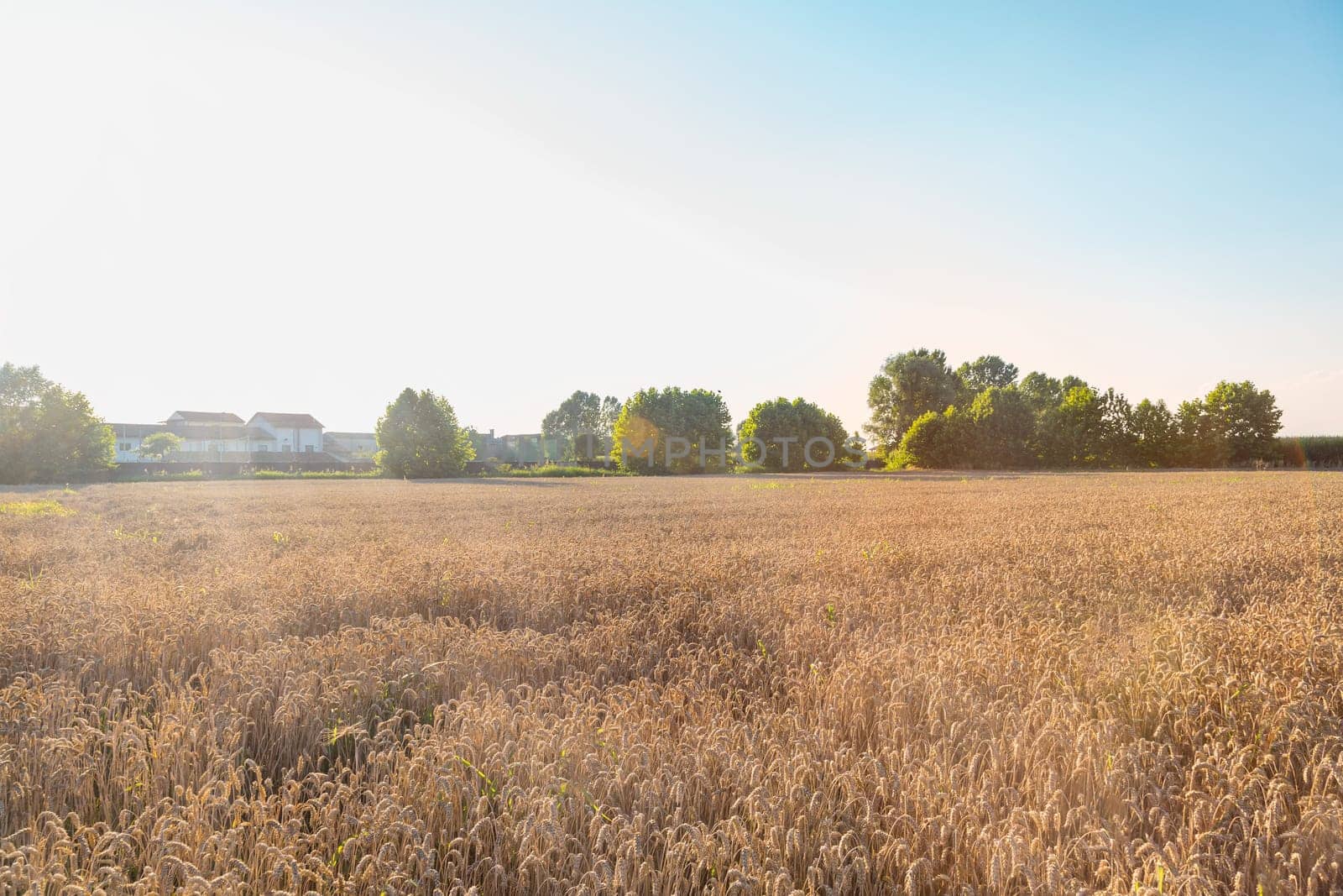 Close up of field of wheat in a summer day. Harvesting period.Rich collection concept. Advertising