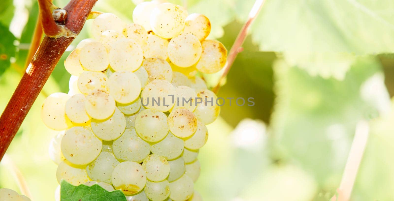 White grapes hanging on a bush in a sunny beautiful day