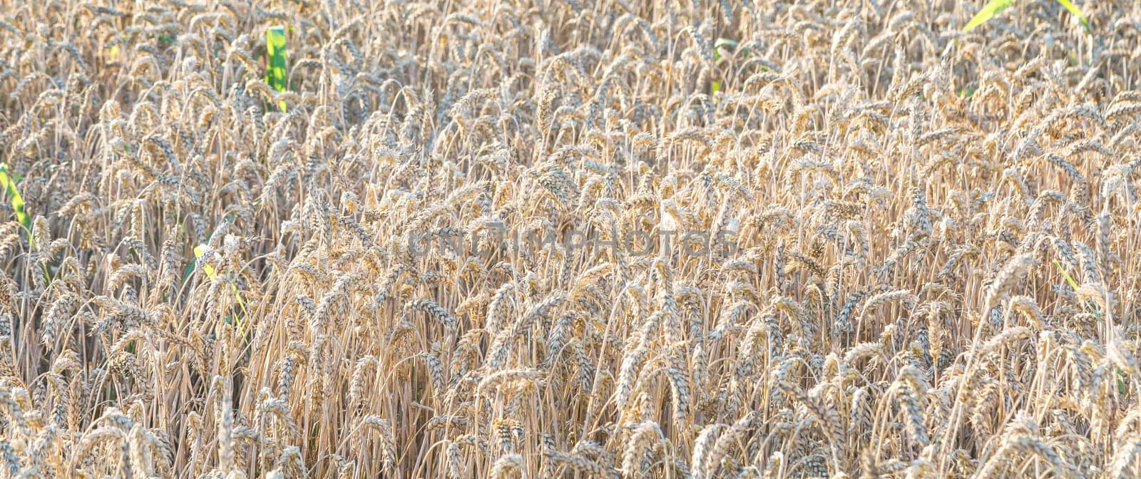 Close up of field of wheat in a summer day. Harvesting period.Rich collection concept. Advertising