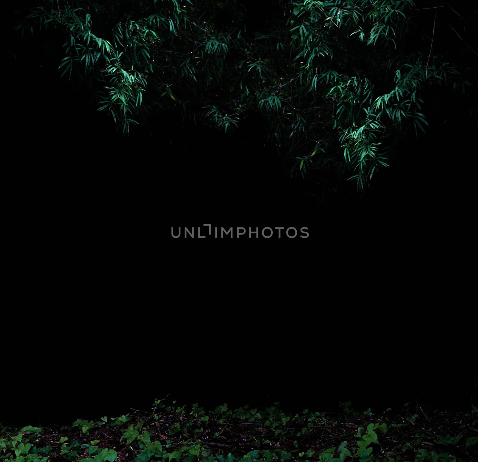 Tropical forest foliage plants bushes in the dark night