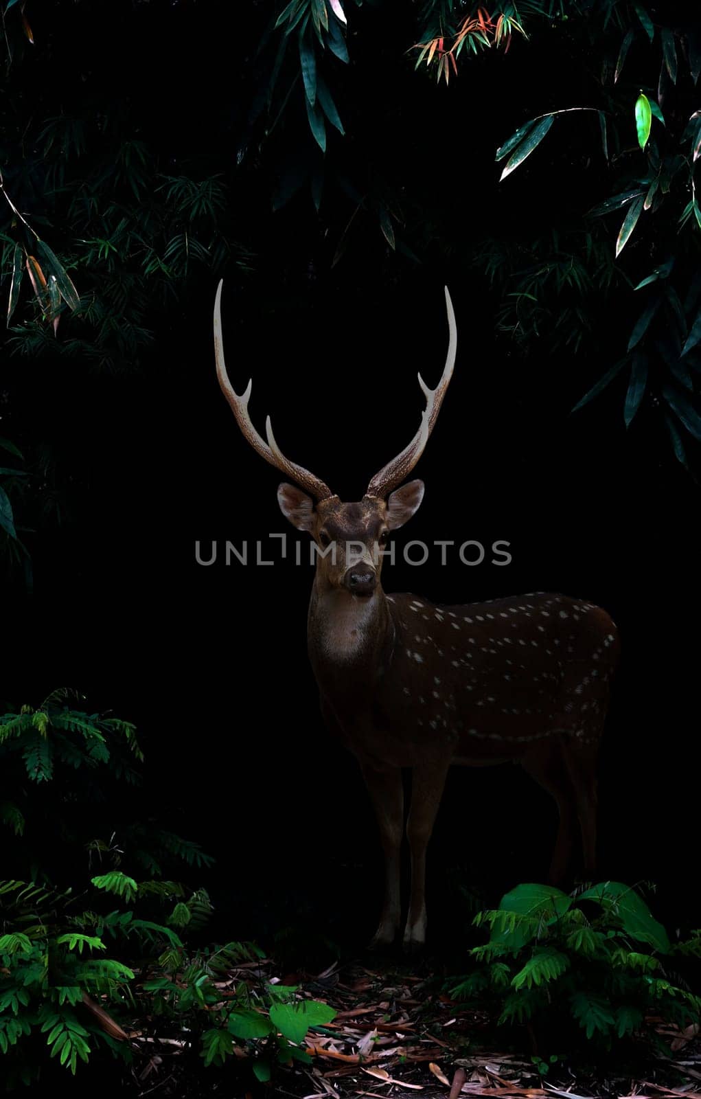 axis deer standing in the dark tropical forest