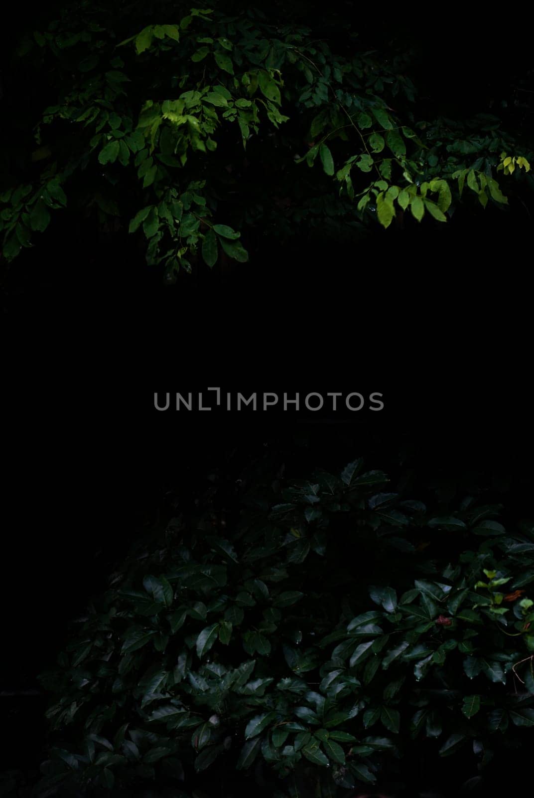 Tropical forest foliage plants bushes in the dark night