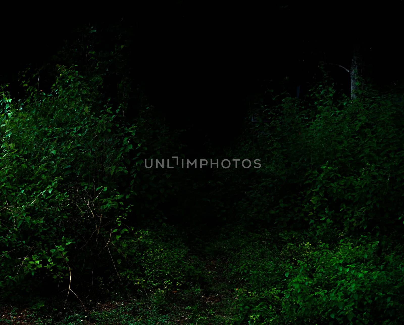 Tropical forest foliage plants bushes in the dark night