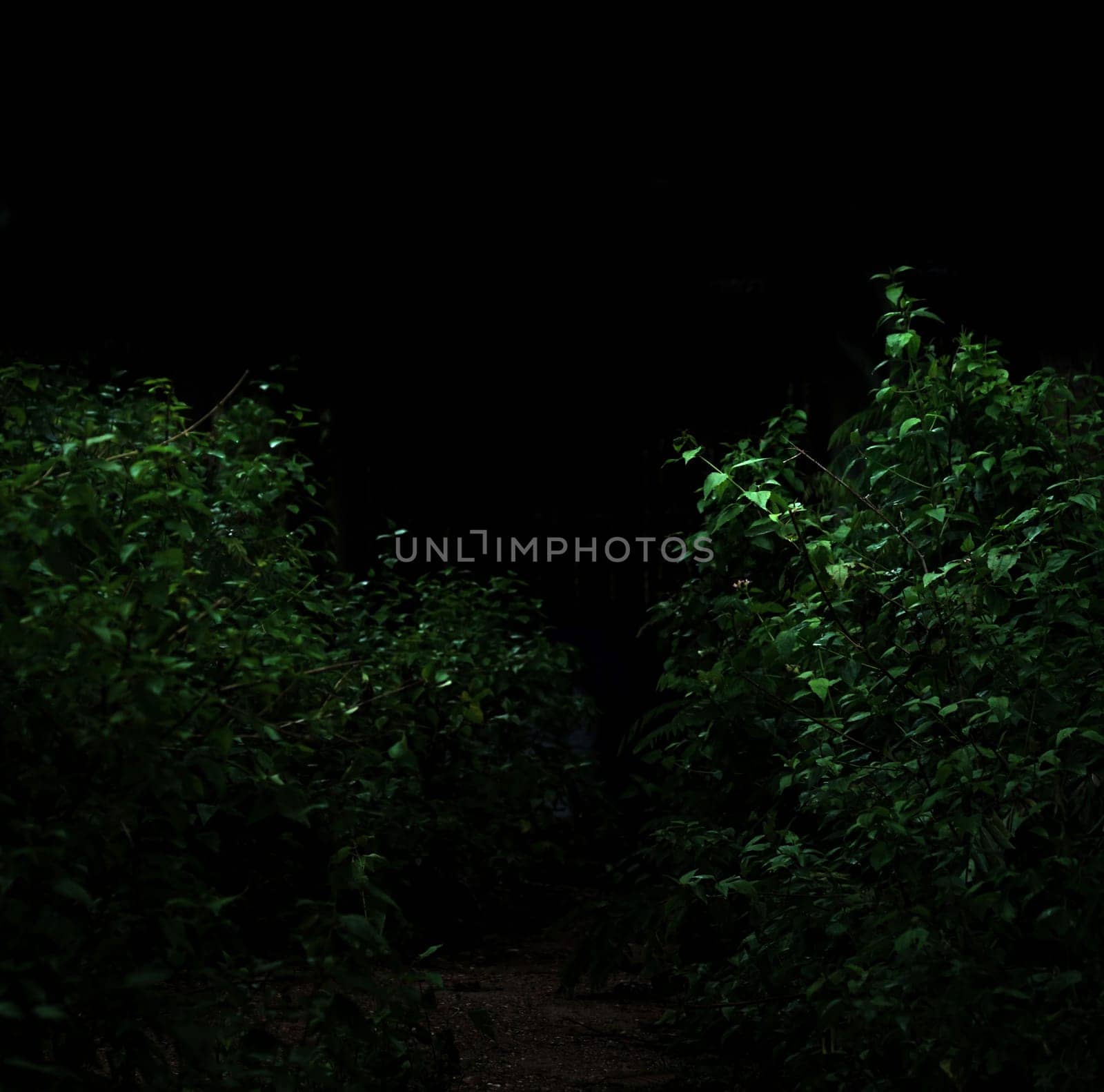 Tropical forest foliage plants bushes in the dark night