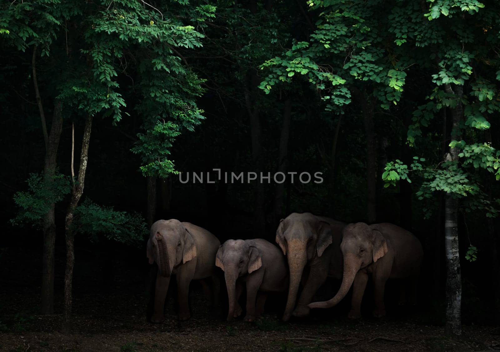 group of asia elephant in the dark tropical forest