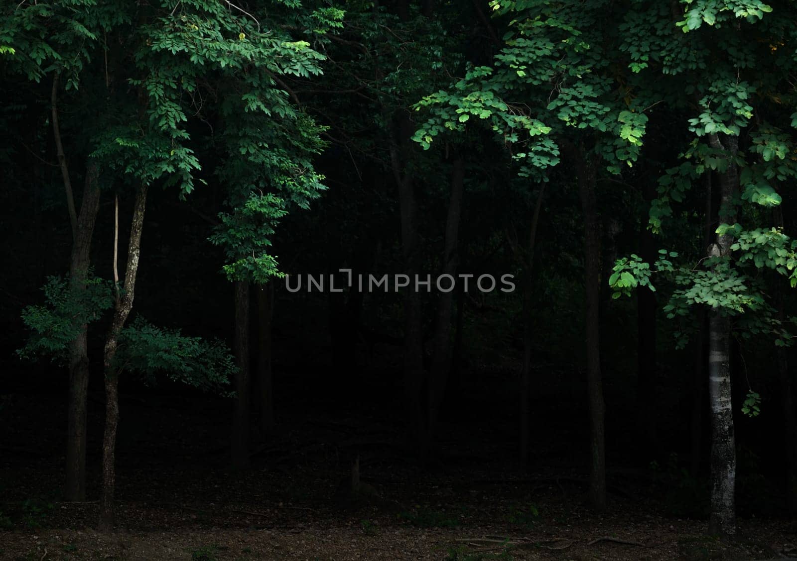 Tropical forest foliage plants bushes in the dark night