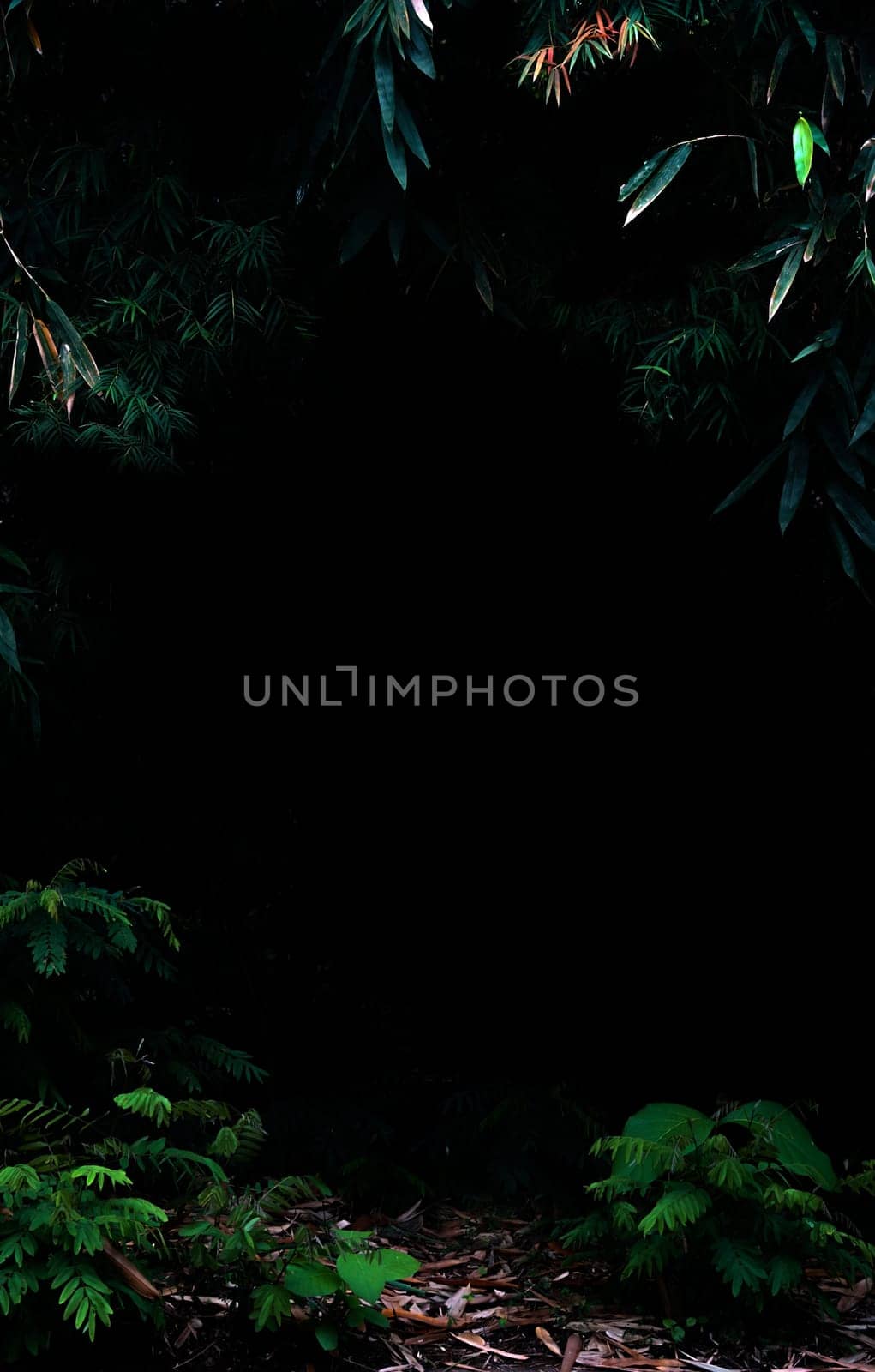 Tropical forest foliage plants bushes in the dark night
