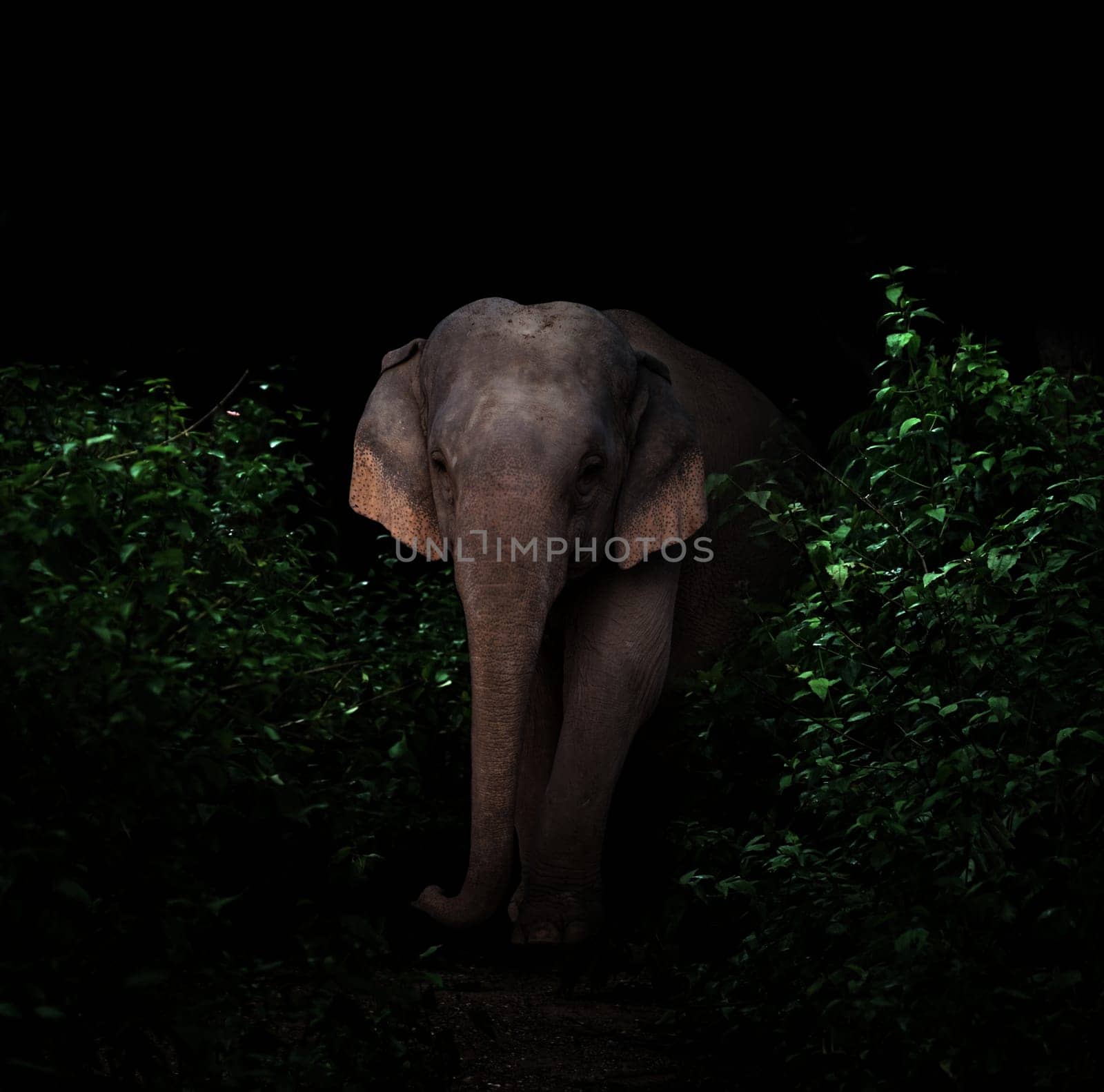 asia elephant walking in the dark tropical forest