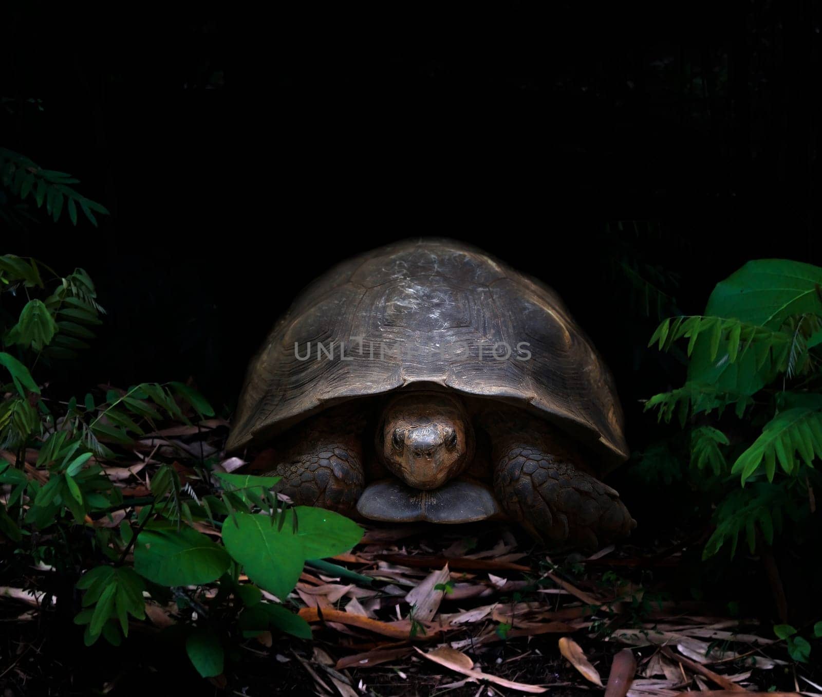 tortoise walking in the dark tropical forest