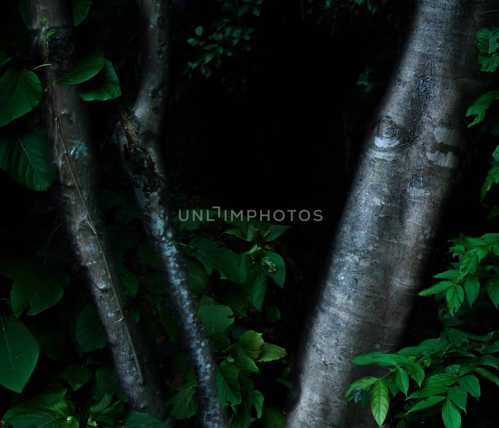 Tropical forest foliage plants bushes in the dark night
