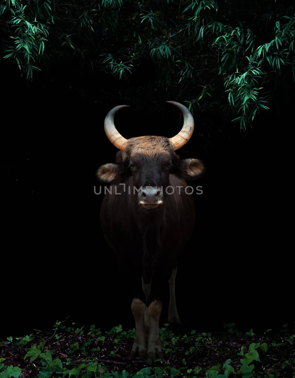 gaur standing in the dark tropical forest