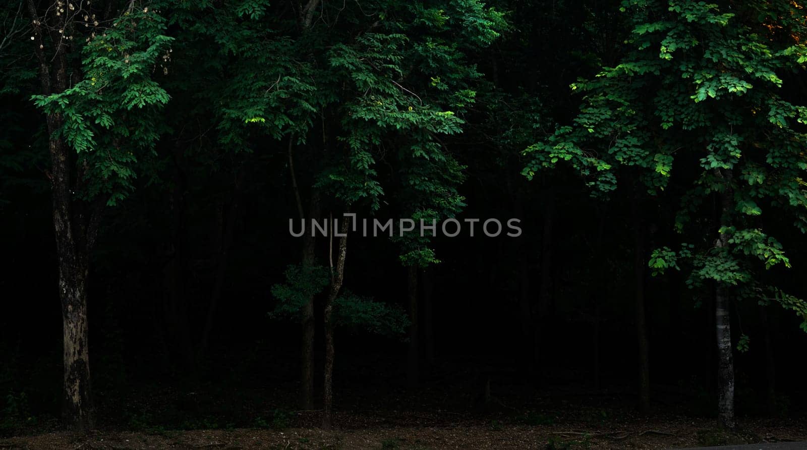 Tropical forest foliage plants bushes in the dark night