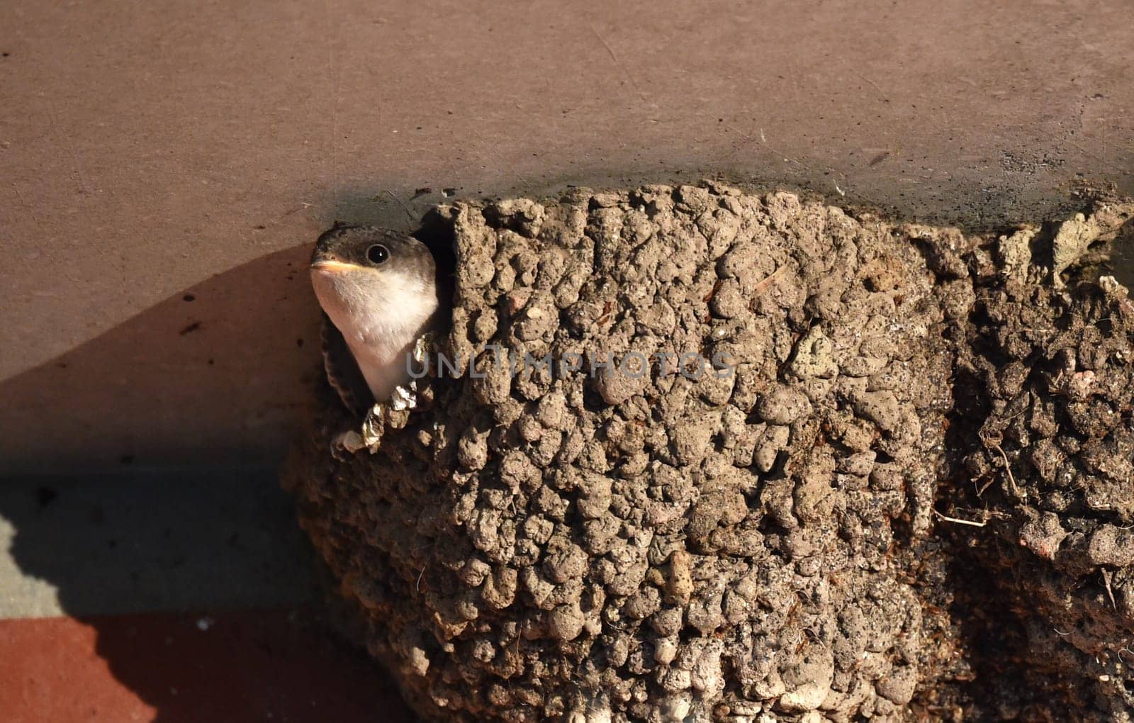 house martin