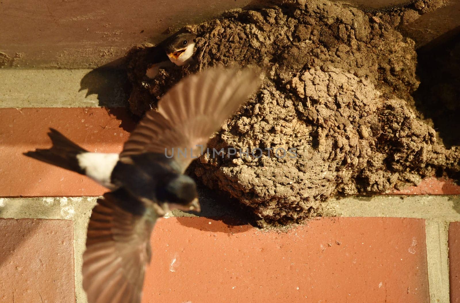 house martin