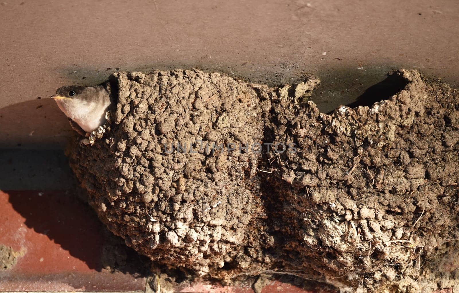 house martin
